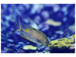 canvas-print-a-fish-in-the-aquarium