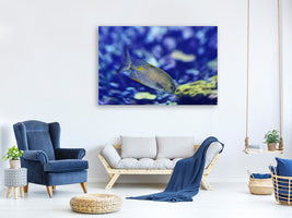 canvas-print-a-fish-in-the-aquarium