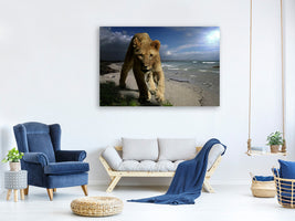 canvas-print-a-lioness-on-the-beach