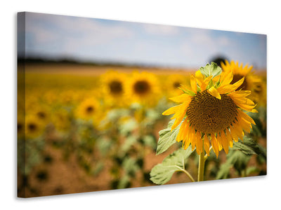 canvas-print-a-sunflower-in-the-field