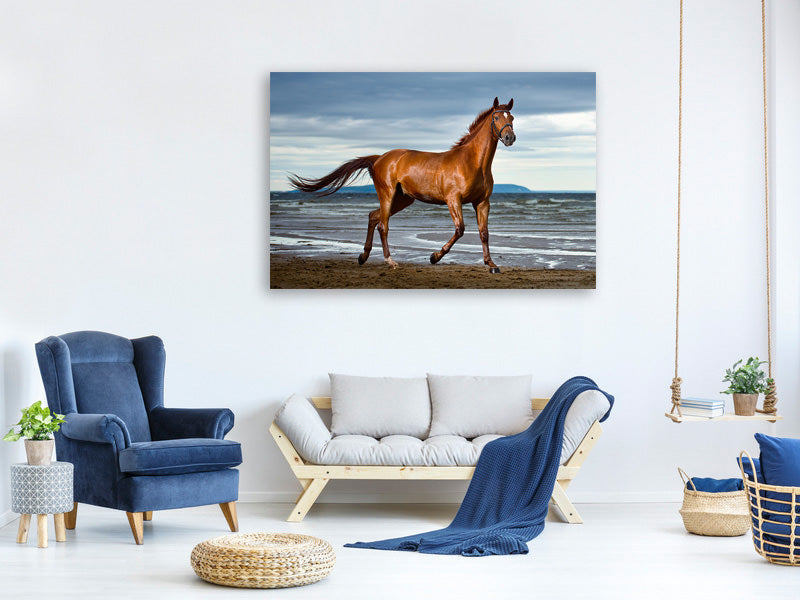 canvas-print-a-thoroughbred-at-the-sea