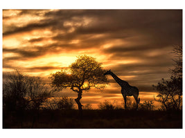 canvas-print-african-dreams