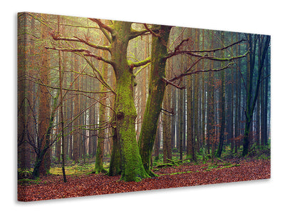 canvas-print-alone-in-the-woods