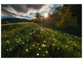 canvas-print-among-the-daffodils-x