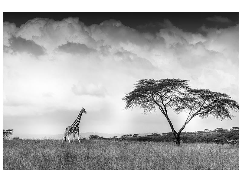 canvas-print-and-i-dreamed-of-africa-x