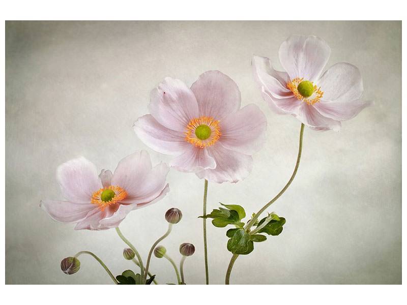 canvas-print-anemones-ii