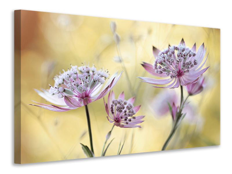 canvas-print-astrantia-major