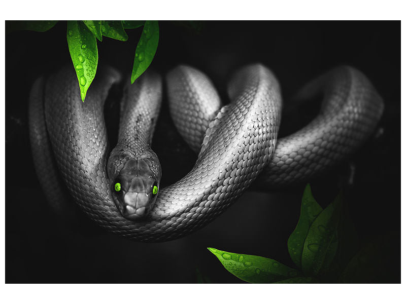 canvas-print-attention-snake