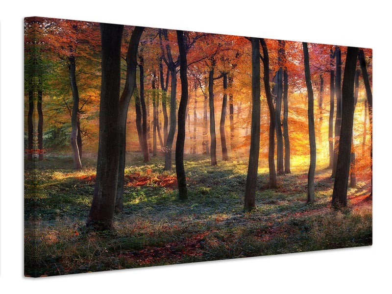 canvas-print-autumn-woodland-sunrise-x