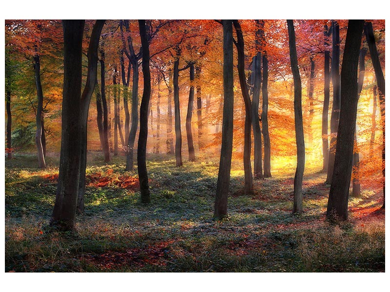 canvas-print-autumn-woodland-sunrise-x