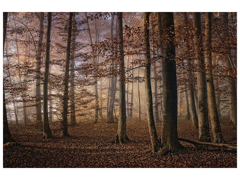 canvas-print-autumn-x