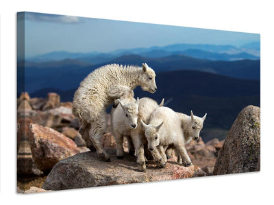 canvas-print-baby-goats-at-play-x