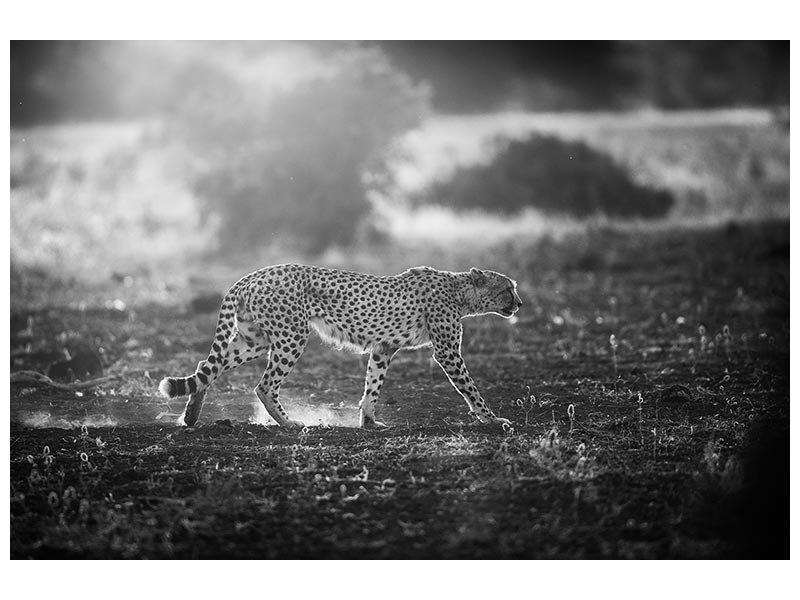 canvas-print-backlit-cheetah-x