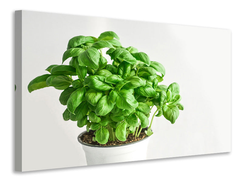 canvas-print-basil-in-the-pot