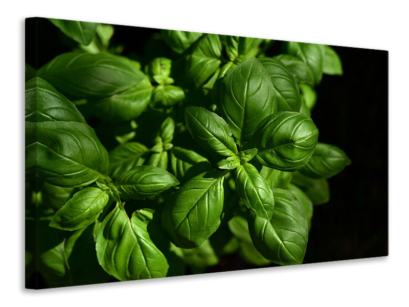 canvas-print-basil-in-xl