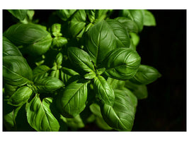 canvas-print-basil-in-xl