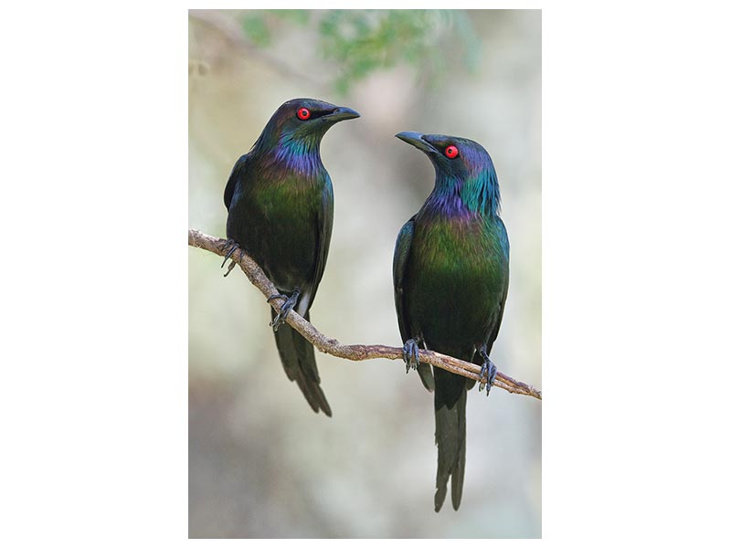 canvas-print-beautiful-couple-x