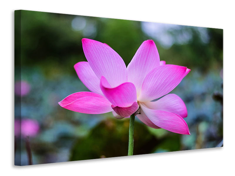 canvas-print-beautiful-lotus