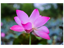 canvas-print-beautiful-lotus