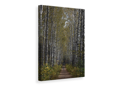 canvas-print-birch-avenue