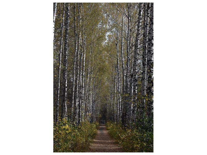 canvas-print-birch-avenue