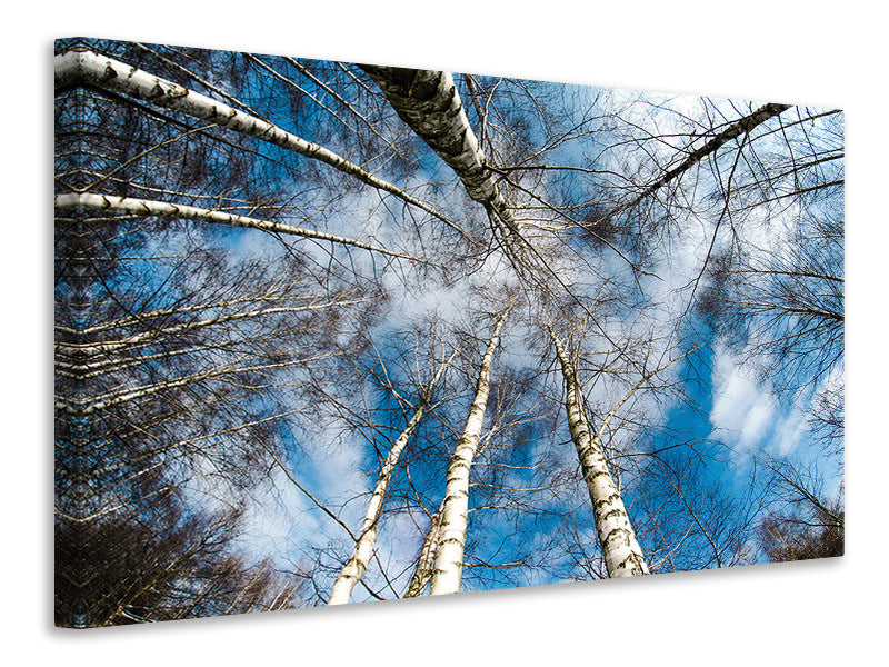 canvas-print-birch-crowns