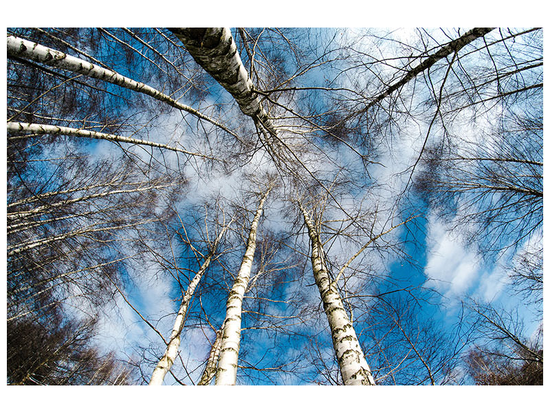 canvas-print-birch-crowns