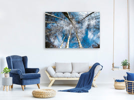 canvas-print-birch-crowns