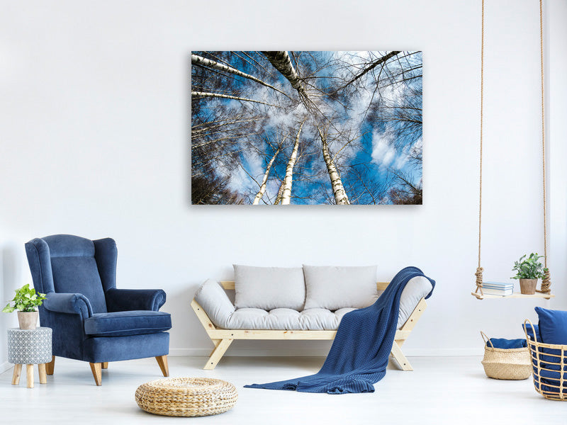 canvas-print-birch-crowns