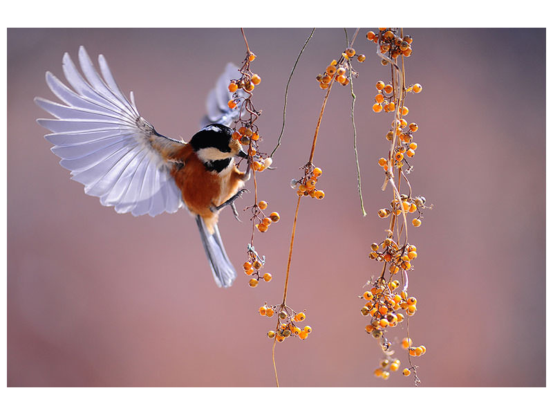 canvas-print-bird-in-action