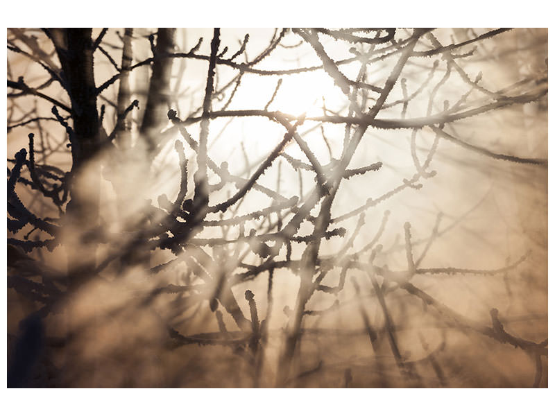 canvas-print-branches-in-fog-light