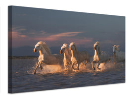 canvas-print-camargue-horses-on-sunset-xve