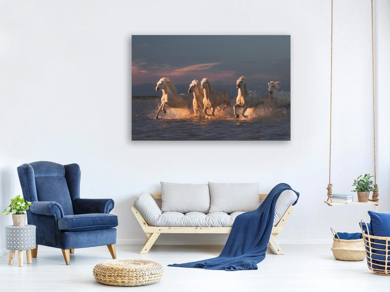 canvas-print-camargue-horses-on-sunset-xve