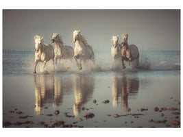 canvas-print-camargue-horses-x