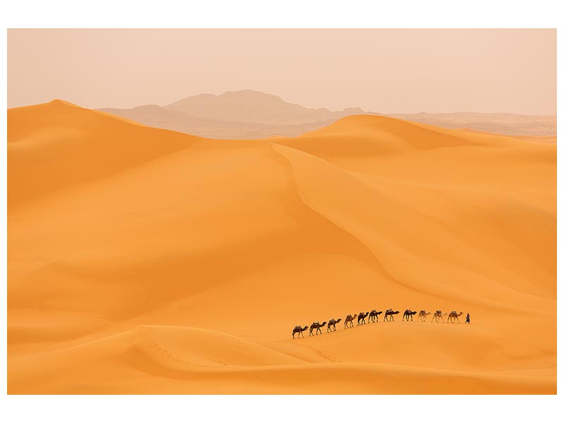 canvas-print-camels-caravan-in-sahara-x