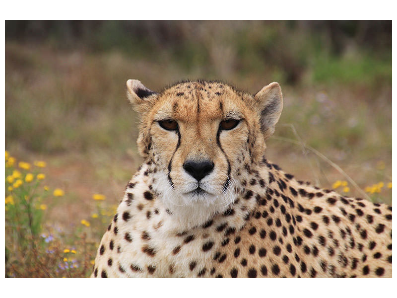 canvas-print-cheetah-xl