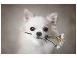 canvas-print-chihuahua-with-flowers-x