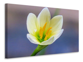 canvas-print-close-up-yellow-blossom