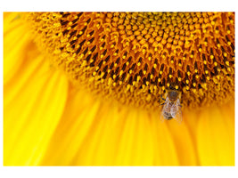 canvas-print-close-up-yellow-bud