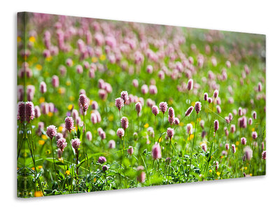 canvas-print-clover