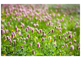 canvas-print-clover