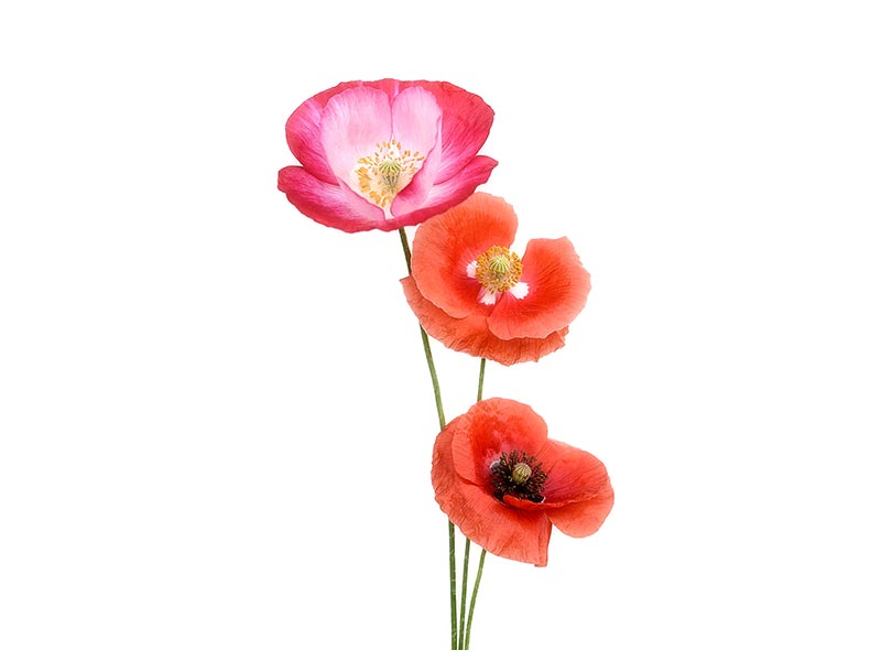 canvas-print-colourful-poppies-x