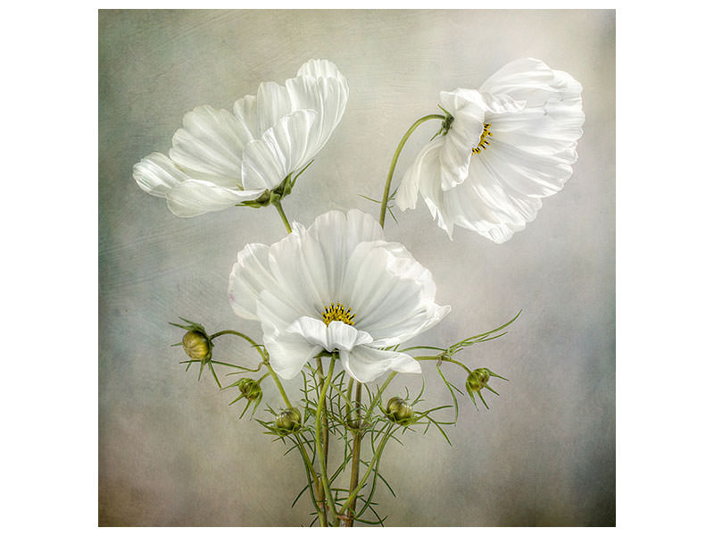 canvas-print-cosmos-charm