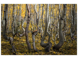 canvas-print-crooked-aspen-x