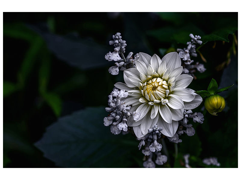 canvas-print-dahlia-flower