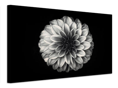 canvas-print-dahlia-xwe