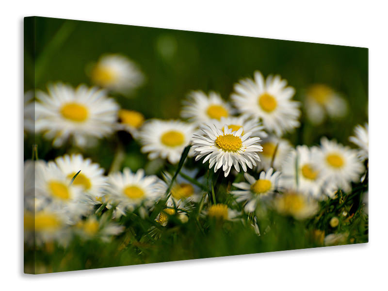 canvas-print-daisies-xl-ii