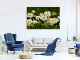 canvas-print-daisies-xl-ii