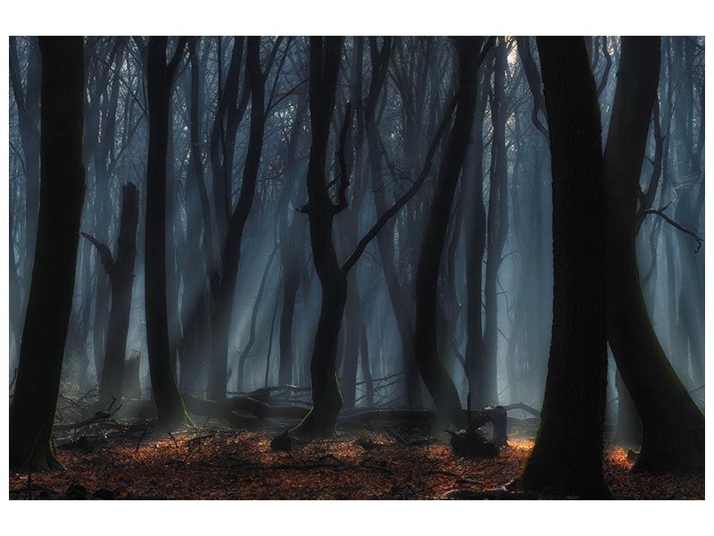 canvas-print-dancing-trees-x