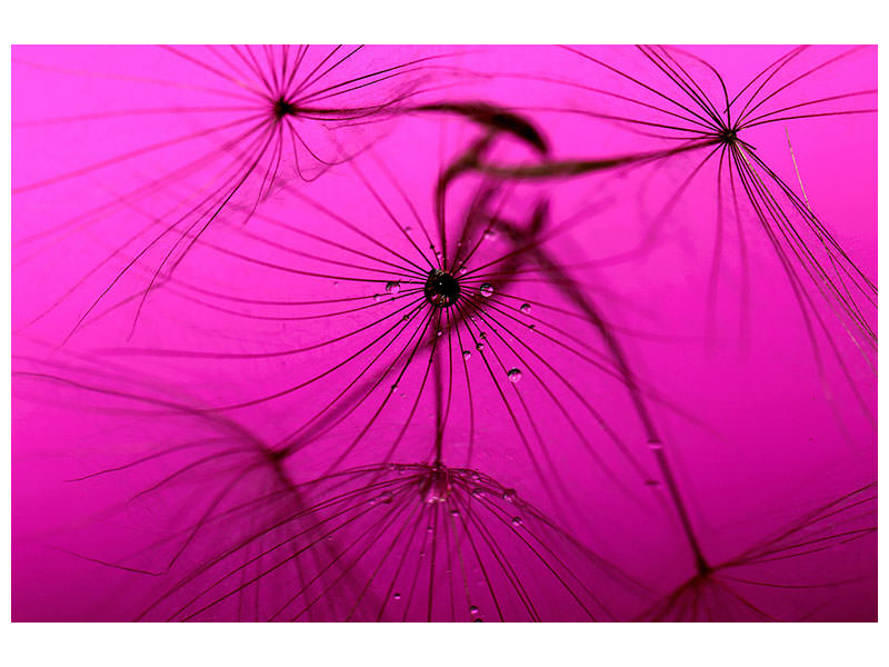 canvas-print-dandelion-in-pink